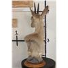 Image 6 : COMMON DUIKER Pedestal Mount on a Round Wooden Base