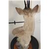 Image 8 : COMMON DUIKER Pedestal Mount on a Round Wooden Base