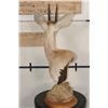 Image 6 : STEENBOK Table Pedestal Mount