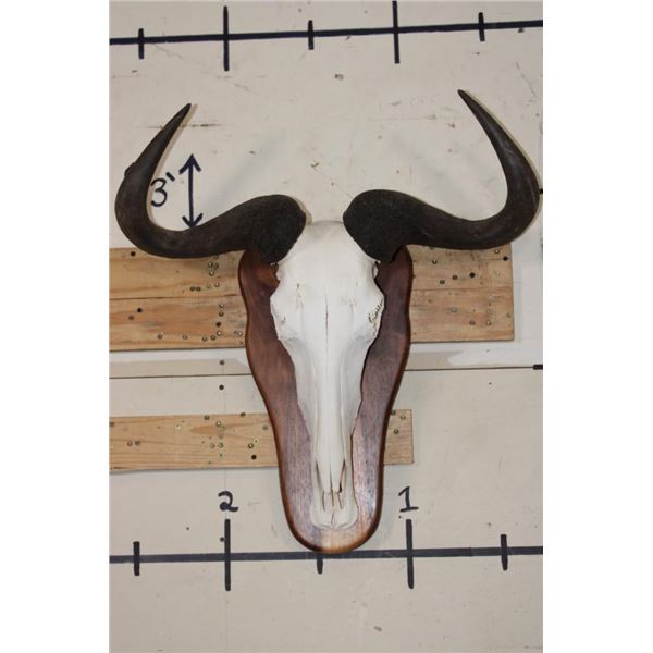 BLUE WILDEBEEST Skull