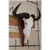 Image 3 : BLUE WILDEBEEST Skull