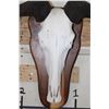 Image 5 : BLUE WILDEBEEST Skull