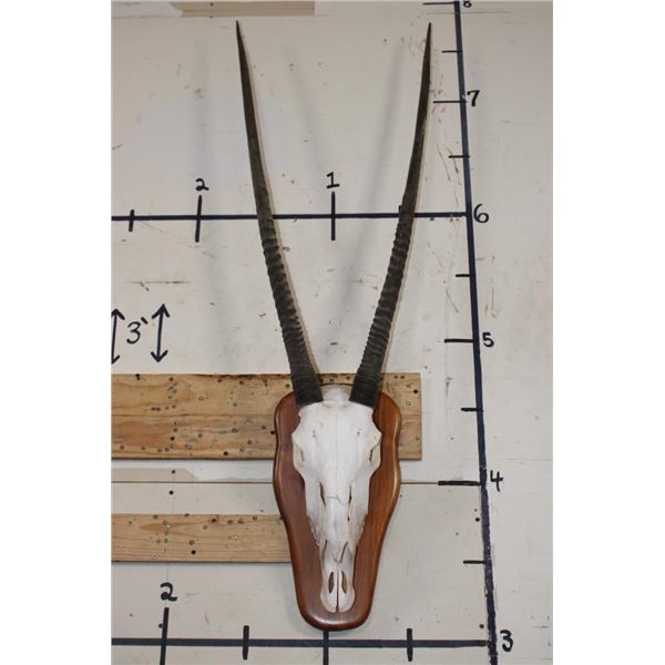 GEMSBOK Skull with All its Teeth on a Wooden Plaque