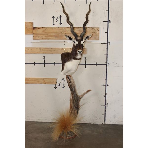 Big BLACKBUCK on a Unique Wooden Pedestal