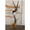 Image 1 : Big BLACKBUCK on a Unique Wooden Pedestal