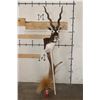 Image 2 : Big BLACKBUCK on a Unique Wooden Pedestal