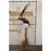 Image 3 : Big BLACKBUCK on a Unique Wooden Pedestal