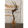 Image 4 : Big BLACKBUCK on a Unique Wooden Pedestal