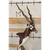 Image 5 : Big BLACKBUCK on a Unique Wooden Pedestal