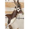 Image 6 : Big BLACKBUCK on a Unique Wooden Pedestal