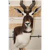 Image 7 : Big BLACKBUCK on a Unique Wooden Pedestal