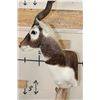 Image 8 : Big BLACKBUCK on a Unique Wooden Pedestal