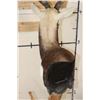 Image 9 : Big BLACKBUCK on a Unique Wooden Pedestal