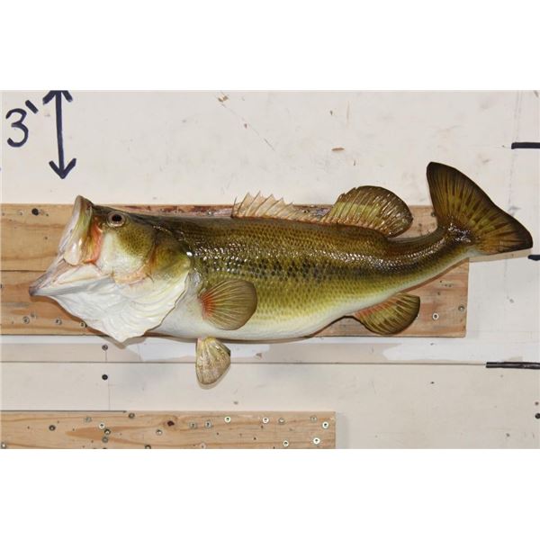 *Real Skin* Large Mouth BASS Fish Mount