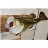 Image 2 : *Real Skin* Large Mouth BASS Fish Mount