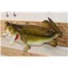 Image 3 : *Real Skin* Large Mouth BASS Fish Mount