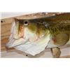 Image 4 : *Real Skin* Large Mouth BASS Fish Mount