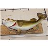 Image 8 : *Real Skin* Large Mouth BASS Fish Mount