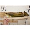 Image 9 : *Real Skin* Large Mouth BASS Fish Mount