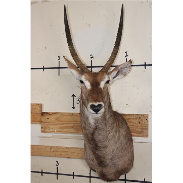 WATERBUCK Shoulder Mount