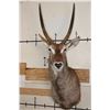 Image 1 : WATERBUCK Shoulder Mount