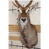 Image 6 : WATERBUCK Shoulder Mount