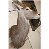 Image 7 : WATERBUCK Shoulder Mount