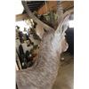 Image 9 : WATERBUCK Shoulder Mount