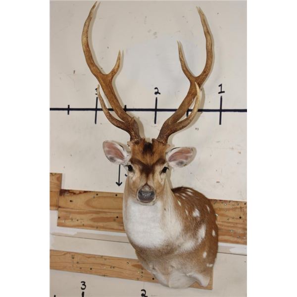 7-Point AXIS DEER Shoulder Mount
