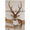 Image 1 : 7-Point AXIS DEER Shoulder Mount