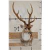 Image 2 : 7-Point AXIS DEER Shoulder Mount