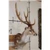 Image 3 : 7-Point AXIS DEER Shoulder Mount