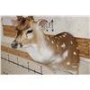 Image 5 : 7-Point AXIS DEER Shoulder Mount