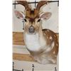 Image 6 : 7-Point AXIS DEER Shoulder Mount
