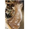 Image 8 : 7-Point AXIS DEER Shoulder Mount