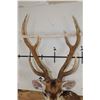 Image 9 : 7-Point AXIS DEER Shoulder Mount