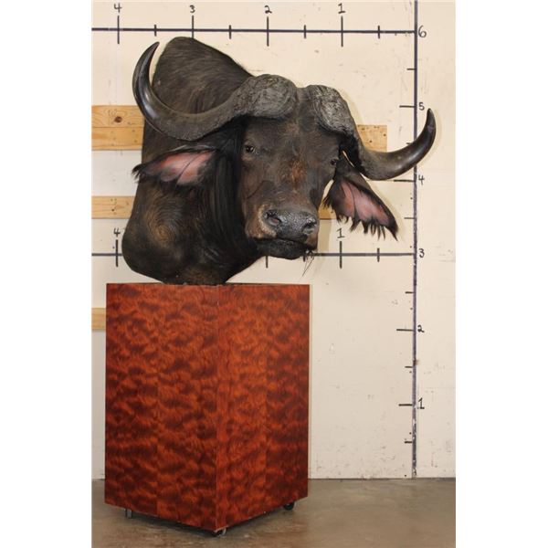 CAPE BUFFALO Pedestal Mount with Wheels
