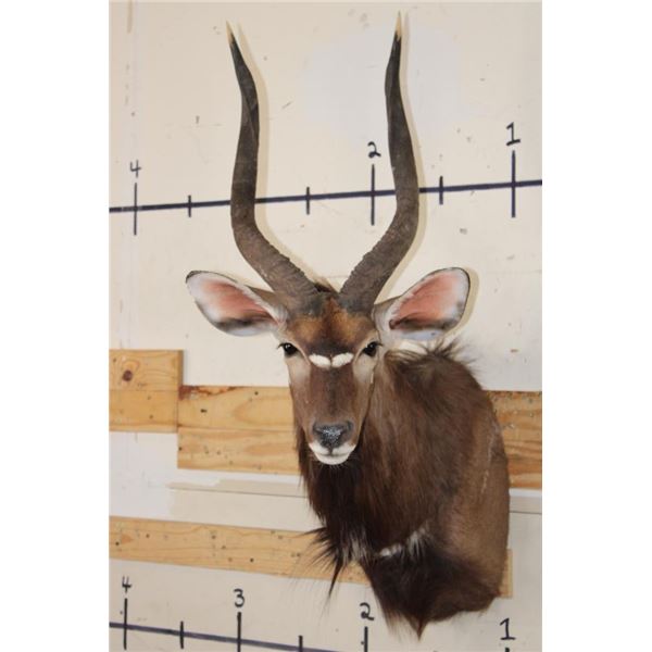 NYALA Shoulder Mount