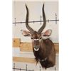 Image 1 : NYALA Shoulder Mount