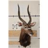 Image 2 : NYALA Shoulder Mount
