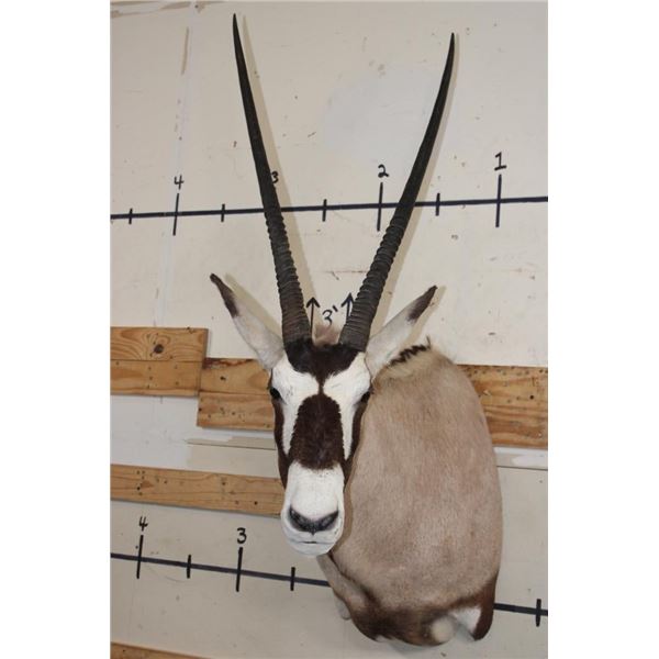 GEMSBOK Shoulder Mount
