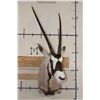 Image 2 : GEMSBOK Shoulder Mount