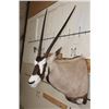 Image 4 : GEMSBOK Shoulder Mount
