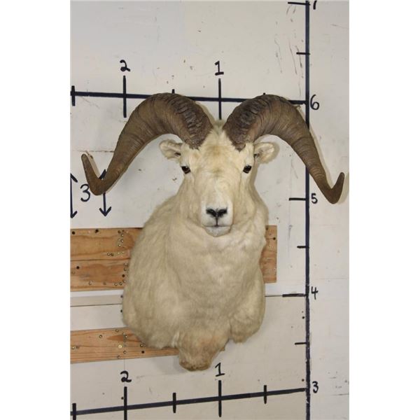 Big DALL SHEEP Shoulder Mount