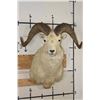 Image 1 : Big DALL SHEEP Shoulder Mount