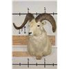 Image 2 : Big DALL SHEEP Shoulder Mount