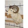 Image 3 : Big DALL SHEEP Shoulder Mount