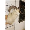 Image 4 : Big DALL SHEEP Shoulder Mount