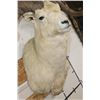 Image 5 : Big DALL SHEEP Shoulder Mount