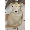 Image 6 : Big DALL SHEEP Shoulder Mount